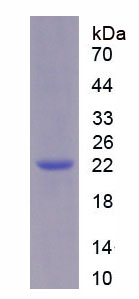 Recombinant Glycosylphosphatidylinositol Anchored High Density Lipoprotein Binding Protein 1 (GPIHBP1)