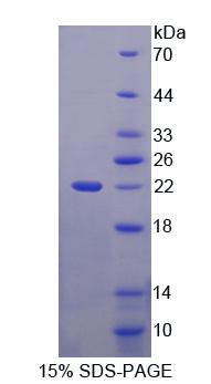 Recombinant Canopy 2 Homolog (CNPY2)