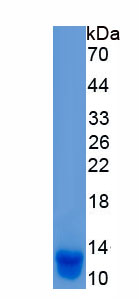 Recombinant Apolipoprotein L Domain Containing Protein 1 (APOLD1)