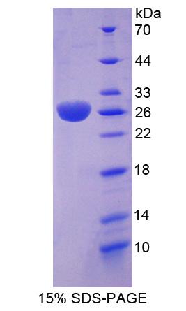 Recombinant RAB37, Member RAS Oncogene Family (RAB37)