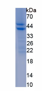 Recombinant Virus Inhibitory Protein (Viperin)