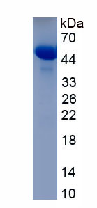 Recombinant F-Box Protein 42 (FBXO42)