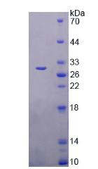 Recombinant Transmembrane Protein 173 (TMEM173)