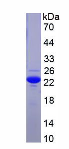 Recombinant High Temperature Requirement Factor A4 (HTRA4)