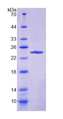 Recombinant Dermokine (DMKN)