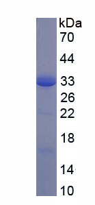 Recombinant CD200 Receptor 1 (CD200R1)