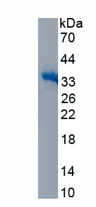 Recombinant Fibronectin Type III Domain Containing Protein 5 (FNDC5)
