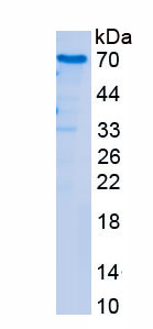 Recombinant AHNAK Nucleoprotein 2 (AHNAK2)