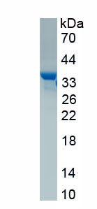 Recombinant MAS Related GPR Member X2 (MRGPRX2)