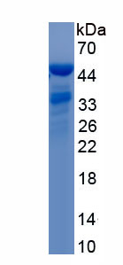 Recombinant DEAD Box Polypeptide 23 (DDX23)