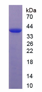 Recombinant Wingless Type MMTV Integration Site Family, Member 3A (WNT3A)