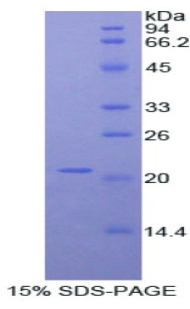 Recombinant A Disintegrin And Metalloproteinase With Thrombospondin 12 (ADAMTS12)