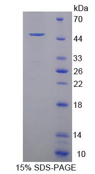 Recombinant PR Domain Containing Protein 14 (PRDM14)