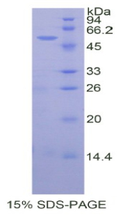 Recombinant Wingless Type MMTV Integration Site Family, Member 10A (WNT10A)