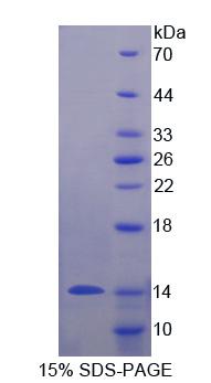 RPP416Hu01.jpg