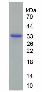 Recombinant Wingless Type MMTV Integration Site Family, Member 7B (WNT7B)