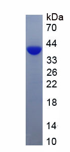 Recombinant Wingless Type MMTV Integration Site Family, Member 5A (WNT5A)