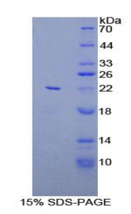 Recombinant Linker For Activation Of T-Cells Family, Member 2 (LAT2)