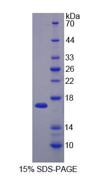 RPP692Hu01.jpg