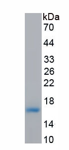 Recombinant G Protein Coupled Receptor, Family C, Group 5, Member A (GPRC5A)