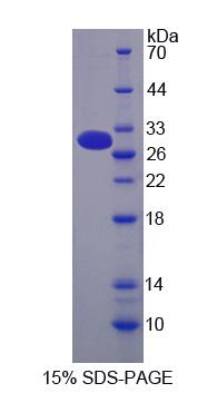 Recombinant Mucin 13, Cell Surface Associated (MUC13)