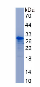 Recombinant Mucin 13, Cell Surface Associated (MUC13)