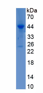 Recombinant Homeobox Protein D13 (HOXD13)