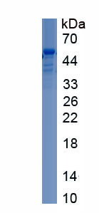 Recombinant Homeobox Protein D10 (HOXD10)