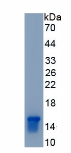 Recombinant Histone Cluster 1, H4a (HIST1H4A)