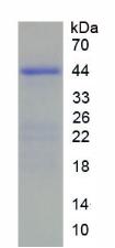 Recombinant Histone Cluster 2, H2ac (HIST2H2AC)