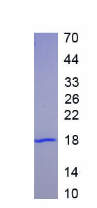 Recombinant Histone Cluster 2, H2ac (HIST2H2AC)