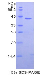 Recombinant Histone Cluster 1, H2ab (HIST1H2AB)