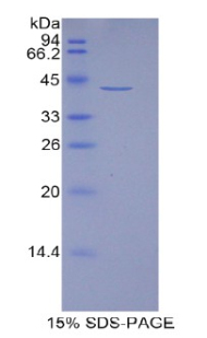 Recombinant Histone Cluster 1, H2aj (HIST1H2AJ)
