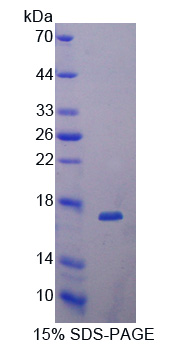Recombinant Dickkopf Related Protein 4 (DKK4)