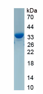Recombinant Cytochrome P450 2C9 (CYP2C9)