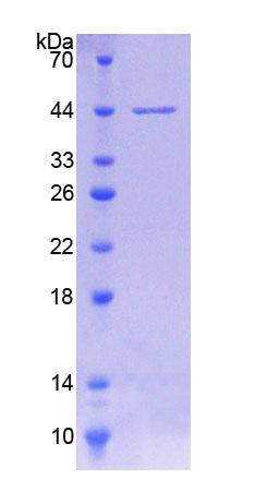 Recombinant Circadian Locomoter Output Cycles Protein Kaput (CLOCK)