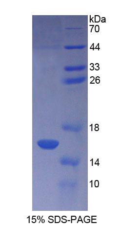 Recombinant Coupling Factor 6 (CF6)