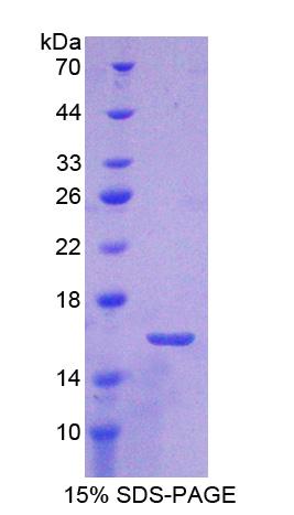 Recombinant Coupling Factor 6 (CF6)