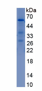 Recombinant EGF Like Domain Protein, Multiple 6 (EGFL6)