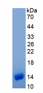 Recombinant Melanoma Antigen Family A3 (MAGEA3)