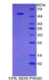 Recombinant Semaphorin 4B (SEMA4B)