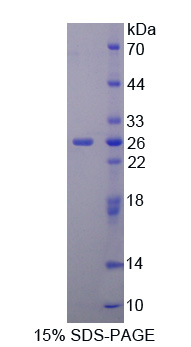 Recombinant Signal Peptide, CUB Domain, EGF Like 3 (SCUBE3)