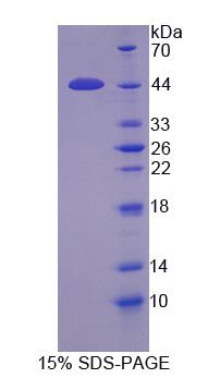 Recombinant Protease, Serine 23 (PRSS23)