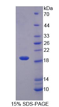 Recombinant Interleukin 1 Theta (IL1q)