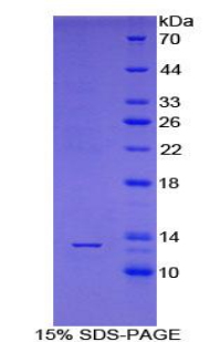 Recombinant Poly A Binding Protein Cytoplasmic 1 Like Protein (PABPC1L)