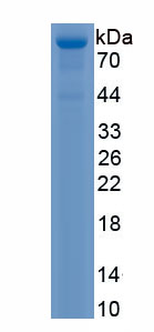 Recombinant Phosphorylated Carboxy Terminal Domain Interacting Factor 1 (PCIF1)
