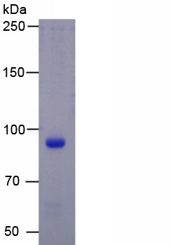 Recombinant Isthmin 1 (ISM1)