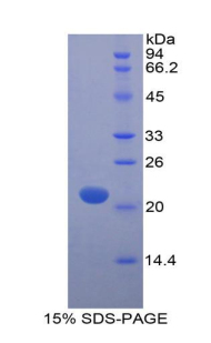 Recombinant Myosin Light Chain 12A (MYL12A)