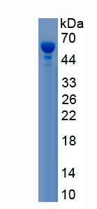 Recombinant Cytoskeleton Associated Protein 4 (CKAP4)