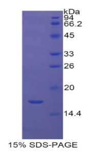Recombinant Histone Cluster 2, H3a (HIST2H3A)